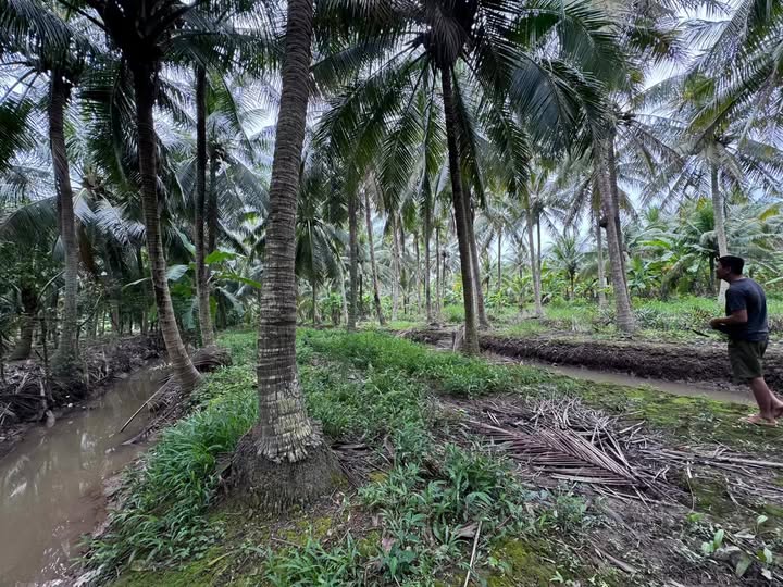 Đất vườn dừa 4600m² Tân Thành Bình Mỏ Cày Bắc chỉ 500 triệu - Cơ hội đầu tư hấp dẫn!