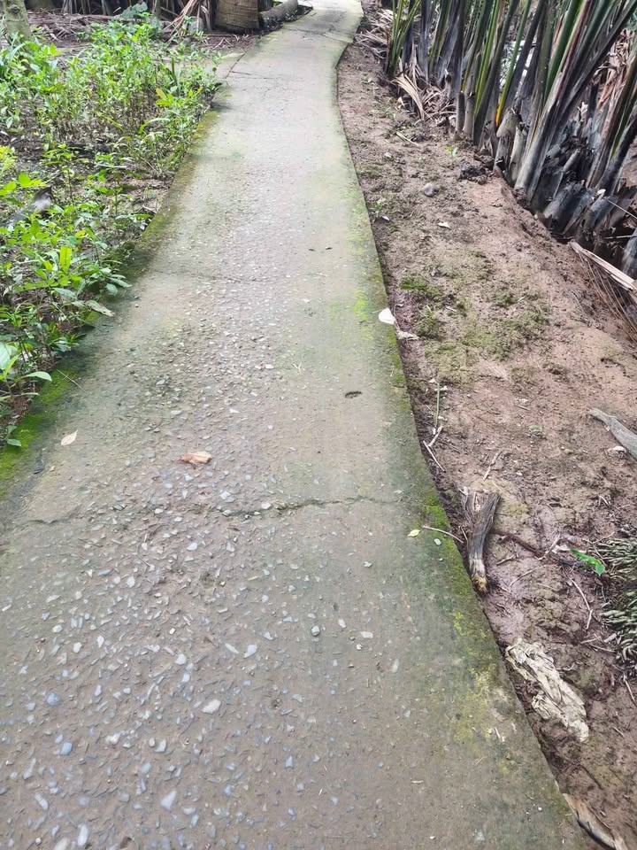 Đất vườn dừa Long Mỹ 8000m² giá 1.05 tỷ - Cơ hội đầu tư hấp dẫn!