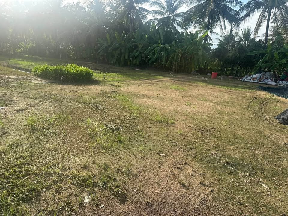 Đất nền Phú Sơn Chợ Lách 3500m² giá 500 triệu - Đất sạch, cao ráo!