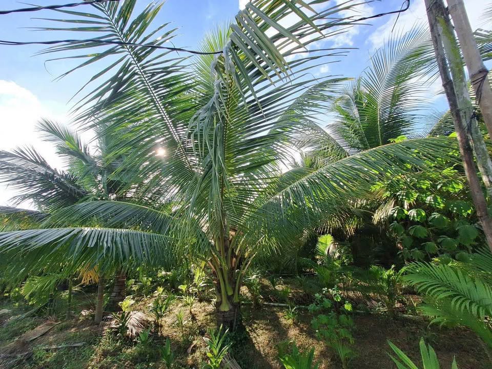 Đất cây lâu năm 1000m² Long Thới Chợ Lách giá 750 triệu - Đường thông tứ hướng!