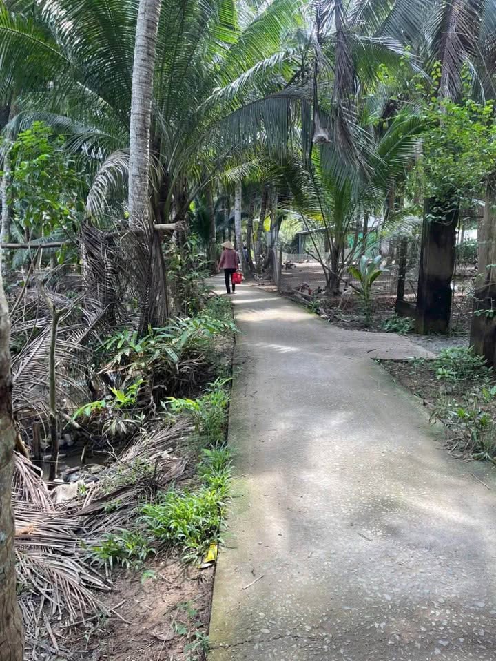 Đất vườn dừa 3000m² xã Bình Khánh Bến Tre - Giá chỉ 450 triệu