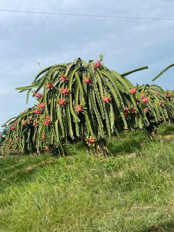 Farm Thanh Long Hiệp Tân 9284m² giá 1.25 tỷ - Đầu tư sinh lời ngay!