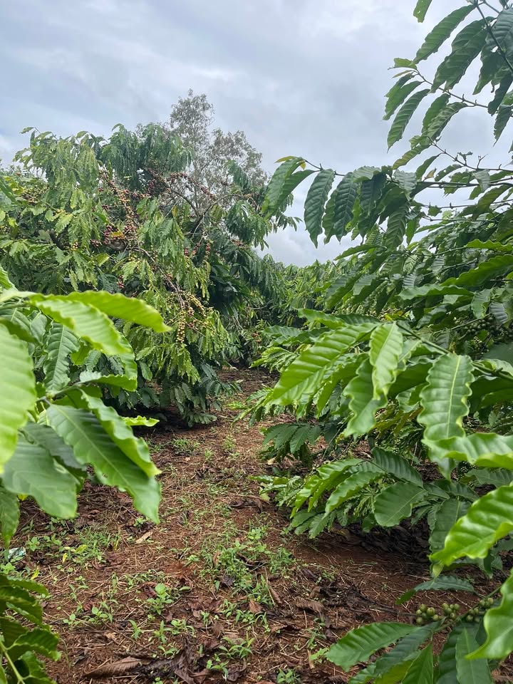 Đất nền 1ha xã Ea Khal, giá 2.75 tỷ - Sổ đỏ chính chủ, đầu tư sinh lời!