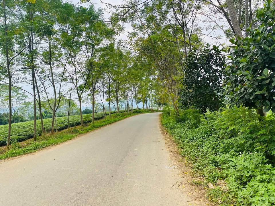 Đất nền phân lô tại Tổ 17 An Tường 147m² giá 1 tỷ - Cơ hội đầu tư tuyệt vời!