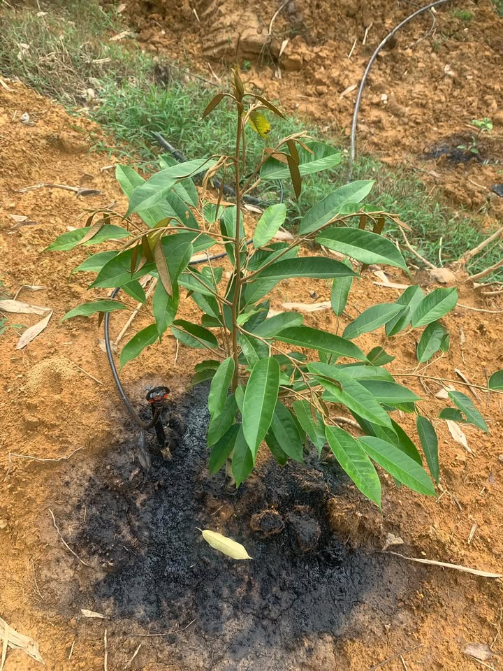 Đất nông nghiệp Đăng Hà Bù Đăng 85.000m² giá 550 triệu - Đầu tư sinh lời hấp dẫn!