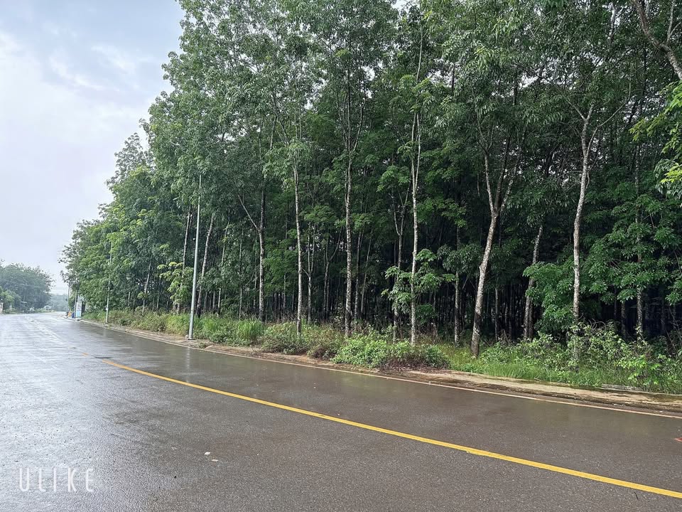 Đất mặt tiền Huỳnh Văn Bánh, Chơn Thành 5830m² giá 10 tỷ - Cơ hội vàng đầu tư!