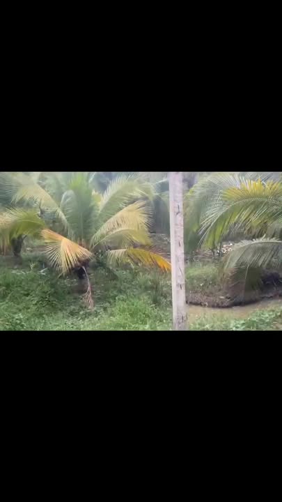 Đất vườn dừa xiêm Hữu Định, Châu Thành, Bến Tre 500m² giá 800 triệu - Thích hợp nghỉ dưỡng!