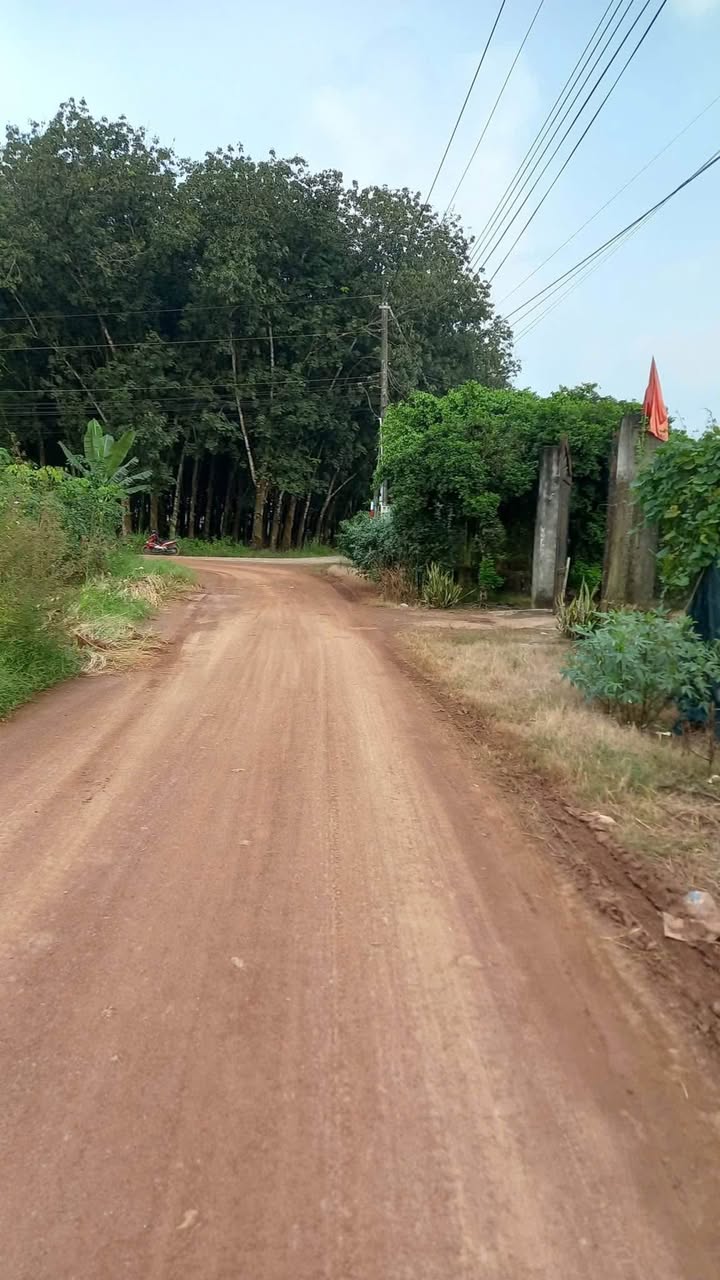 Đất nền Bàu Bàng 1575m² giá 2 tỷ - Sổ đỏ chính chủ, vị trí đắc địa!