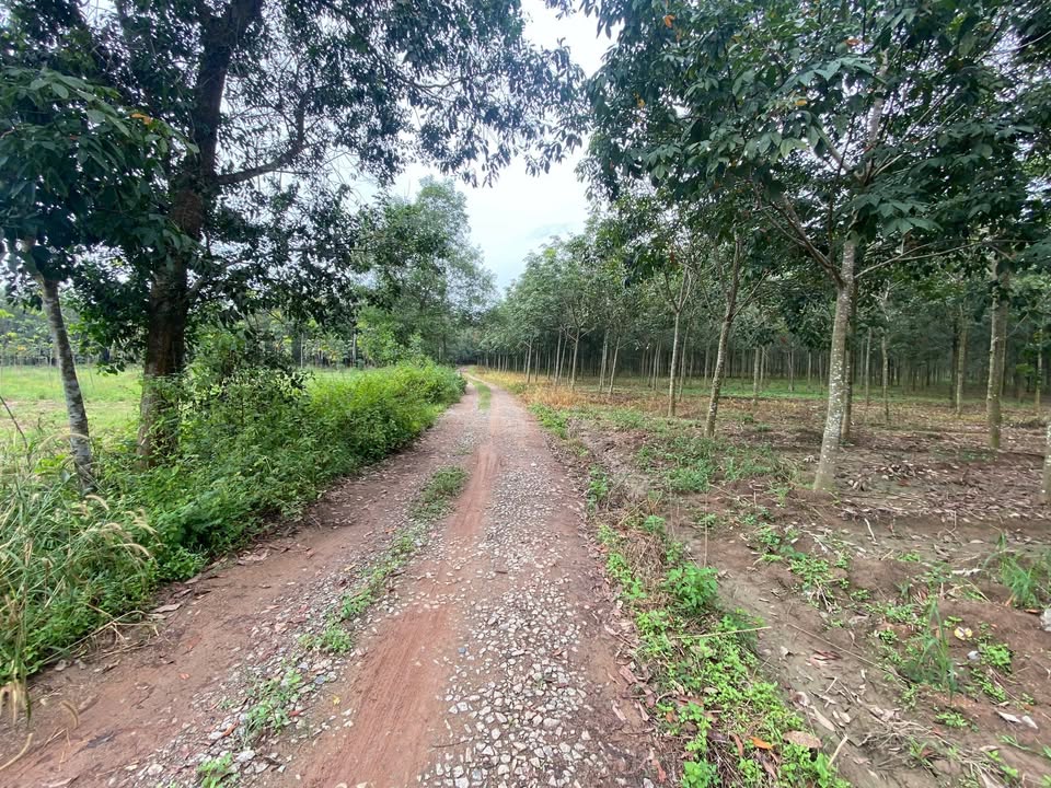 Đất nền Tam Lập Phú Giáo 10000m² giá 8 tỷ - Đầu tư sinh lời vượt trội!