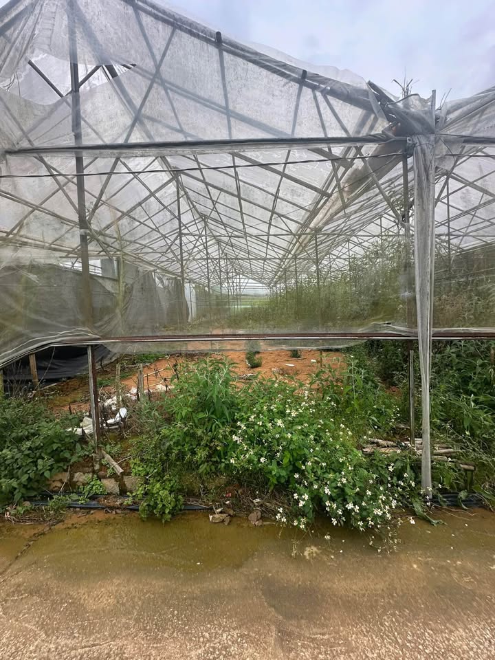 Lô đất đẹp Nguyên Tử Lực Đà Lạt 96,76m² giá 1,2 tỷ - Sổ nông nghiệp chính chủ!