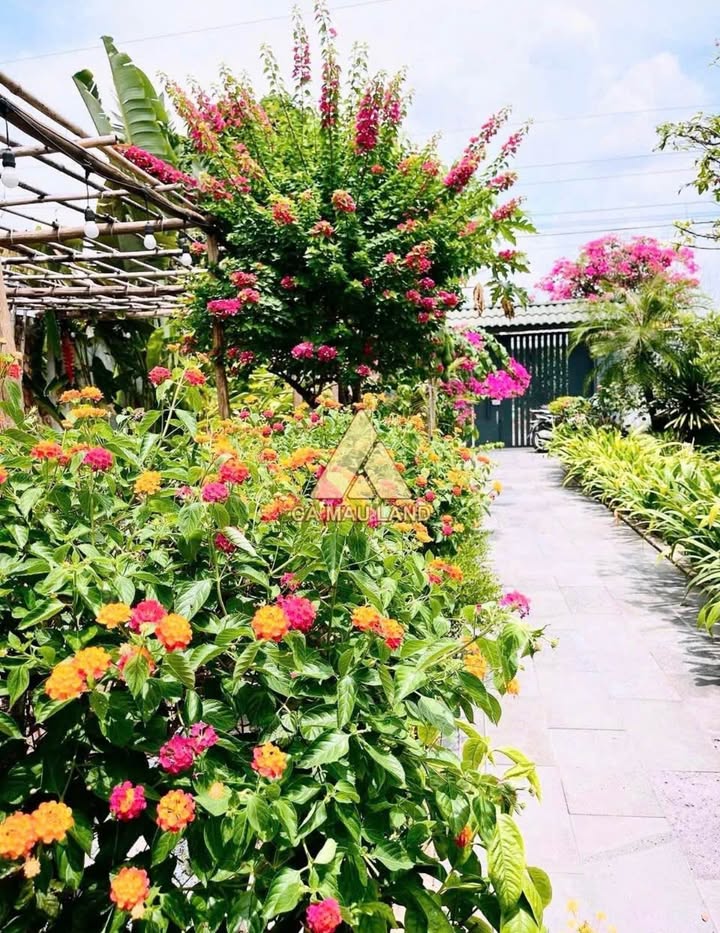 Nhà vườn Lý Văn Lâm Cà Mau 726.25m² giá 4 tỷ - Tặng nội thất cao cấp!