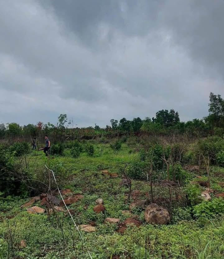 Đất vườn 1130m² tại Thanh Bình - Trảng Bom chỉ 650 triệu - Sổ riêng, đường ô tô vào tận nơi!