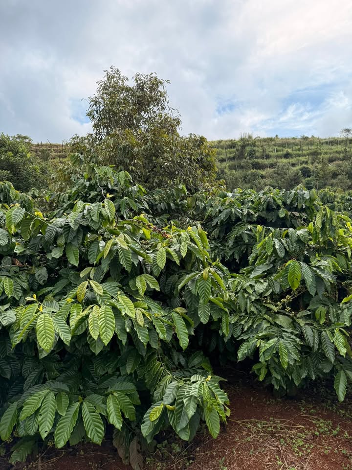 Đất nền 1,6ha tại Đắk Buk So, Tuy Đức - Giá 2,85 tỷ - Đầu tư sinh lời ngay!