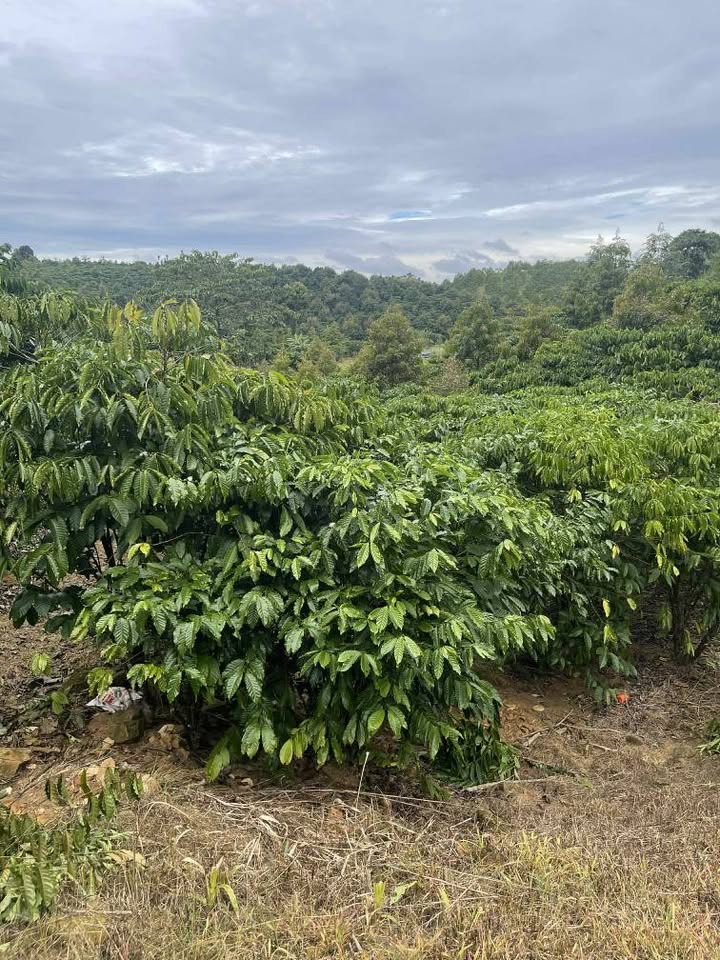 Đất vườn cà phê thôn 3 Lộc Bảo 1,6ha giá 576 triệu - Cơ hội đầu tư hấp dẫn!