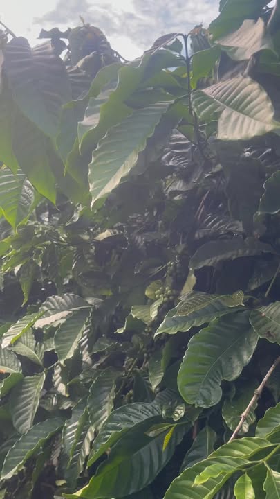 Đất nền 18,000m² phường Trường Xuân, Đắk Song giá 2.52 tỷ - Cơ hội đầu tư hấp dẫn!