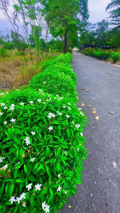 Đất thổ cư Phú Mỹ - Thủ Dầu Một 60m² giá 1.88 tỷ - Vị trí yên tĩnh, gần trung tâm!