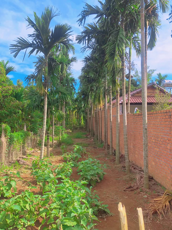 Đất thổ cư Ea Ktur, Cư Kuin 216m² giá chỉ 1.15 tỷ - Đường bê tông sắp hoàn thiện!