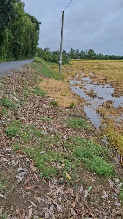 Đất nền 9500m² mặt tiền lộ nhựa xã Vĩnh Phước Gò Quao - Đầu tư sinh lời tốt!