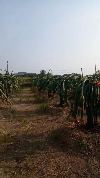 Đất trồng thanh long 3833m² Xã An Lục Long 1.632 tỷ - Sẵn sàng giao dịch ngay!