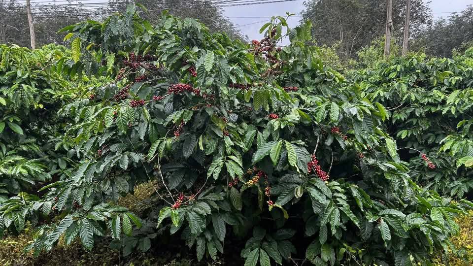 Đất nền Ea Hồ 740m² giá 12 tỷ - Cơ hội đầu tư tuyệt vời!