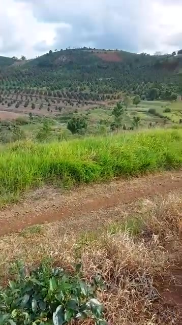 Đất thổ cư Lộc Tân 2300m² giá 2 tỷ - Phong thủy tốt, view đẹp!