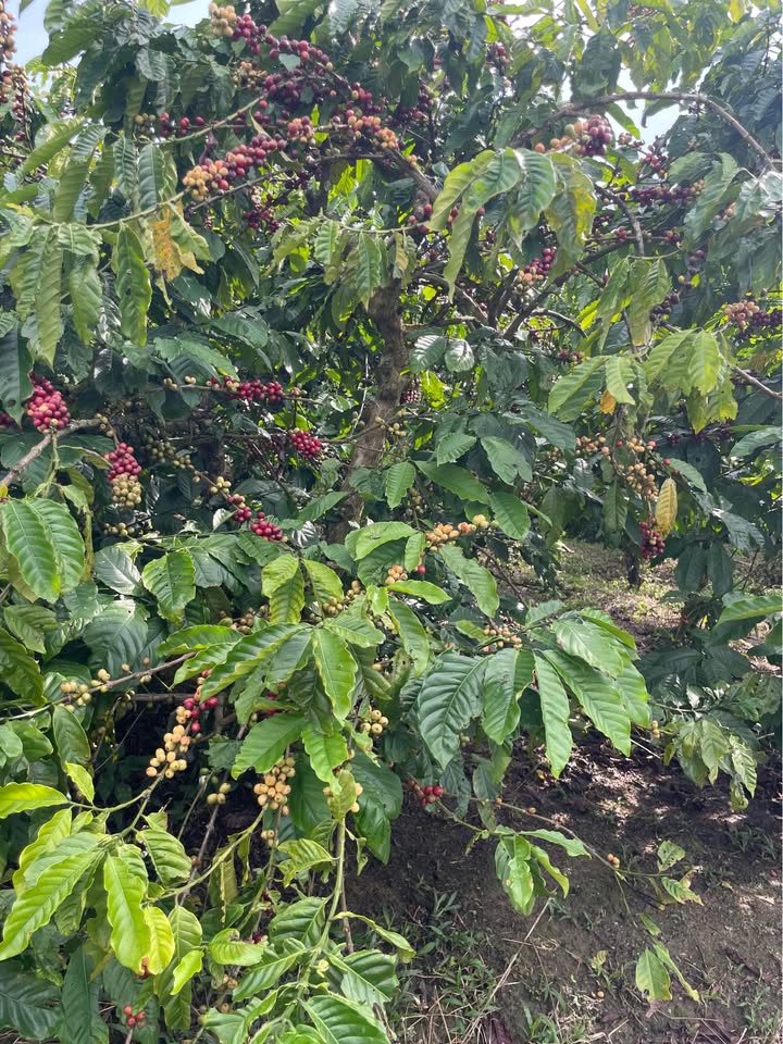 Đất nông nghiệp Hòa Bắc 5.000m² giá 1.4 tỷ - Đầu tư sinh lời ngay!