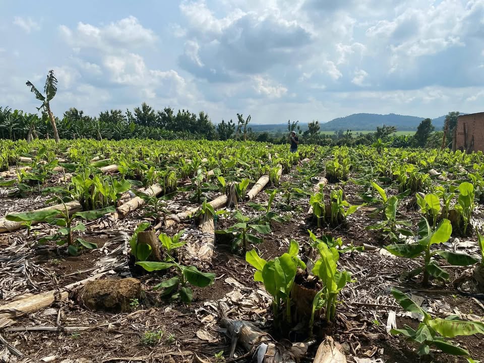 Đất nền Ngọc Định 3000m² giá 780 triệu - Sổ hồng chính chủ, trồng chuối