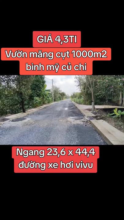 Bán vườn măng cụt 1.000m² tại Bình Mỹ, Củ Chi - Giá chỉ 4,3 tỷ!
