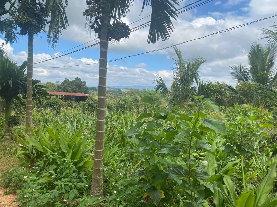 Đất Farm Xuân Phú - 11,000m² giá chỉ 2 tỷ - Tiềm năng phát triển lớn!