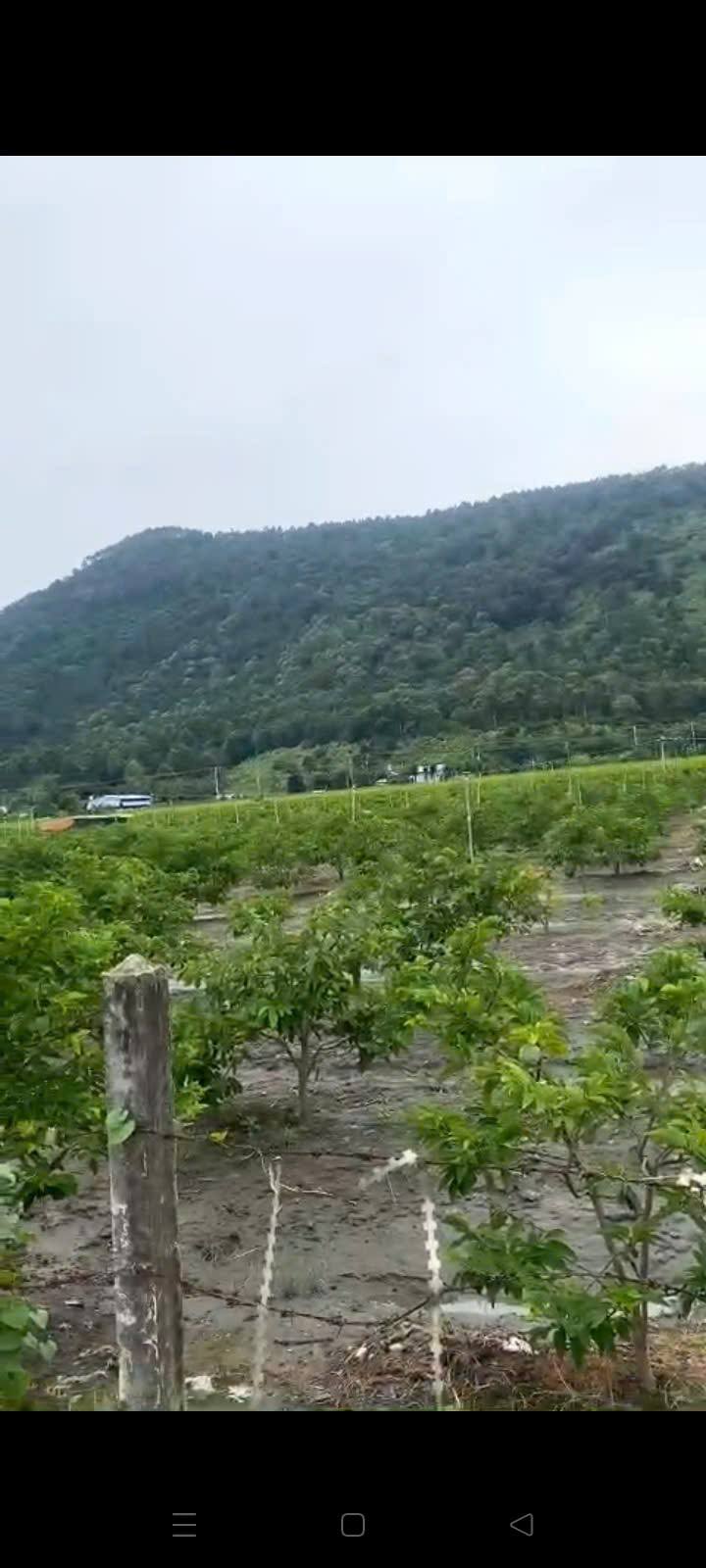 Đất nền Thạnh Tân Tây Ninh 3000m² giá 1.45 tỷ - View núi cực đẹp, thích hợp nghỉ dưỡng!