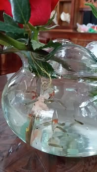 Đất nền chính chủ tại phường Đức Phổ, Quảng Ngãi 180m² - Hướng Đông, giá thỏa thuận hấp dẫn!