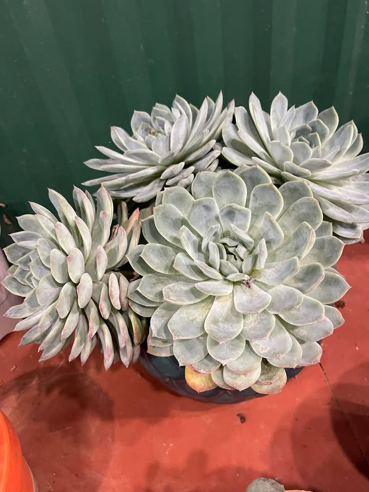 Đất nền Trường Xuân Đắk Nông 200m² giá 2.6 tỷ - Cơ hội đầu tư hiếm có!