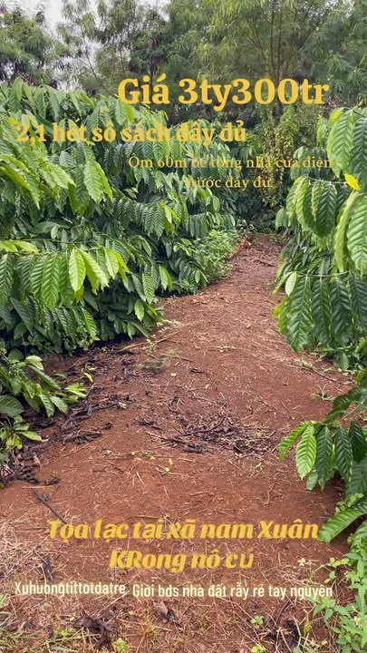 Đất nền 21.000m² xã Nam Xuân, Krông Nô - Sổ đỏ chính chủ, giá thỏa thuận!