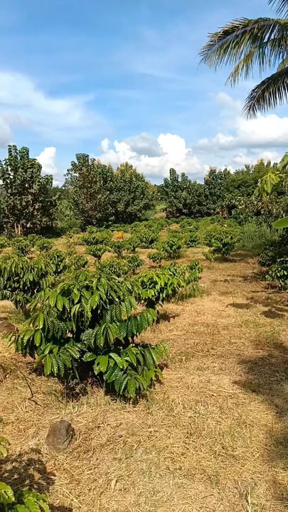 Đất nông nghiệp Cư Jút 7 sào giá 740 triệu - Bán gấp, sổ đỏ chính chủ!