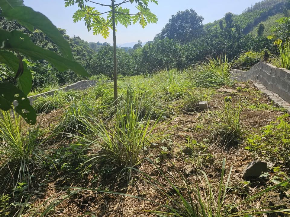 Đất thổ cư Ngọc Mỹ, Tân Lạc 176m² giá chỉ 250 triệu - Cơ hội đầu tư tuyệt vời!