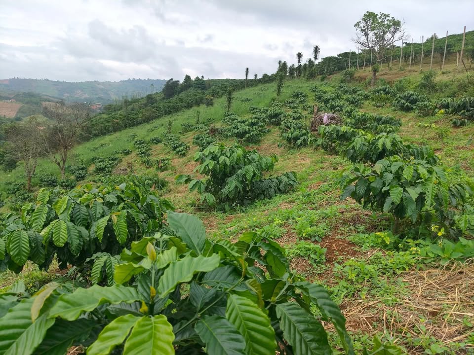 Đất Lộc Bắc Bảo Lâm 800m² giá 650 triệu - Sổ đỏ chính chủ, thương lượng tốt!