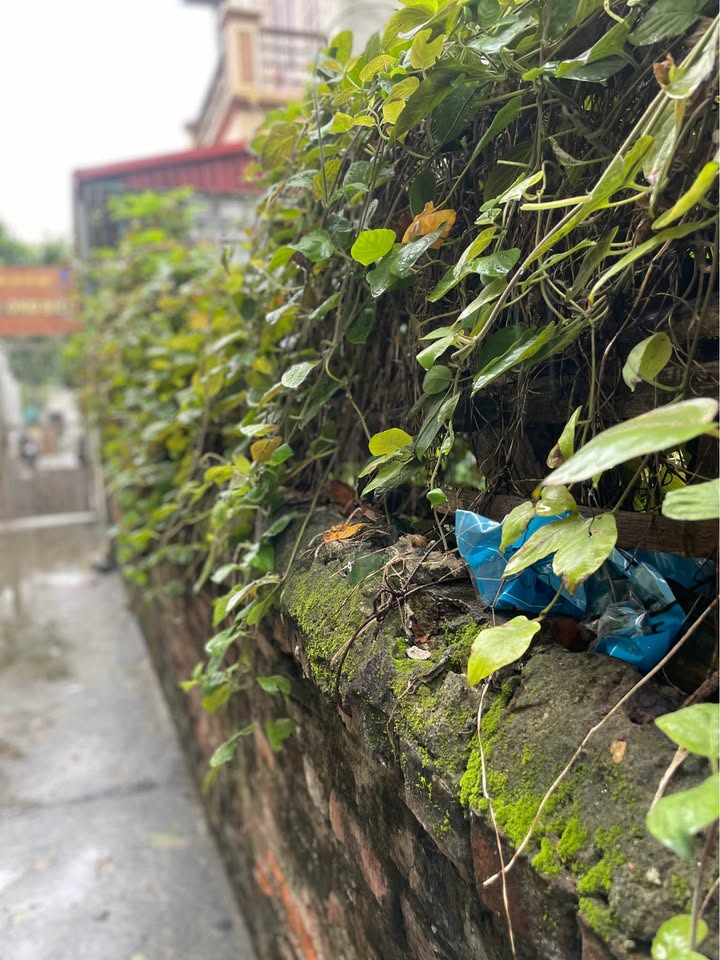 Đất xây nhà 50m² phường Bồ Đề, Long Biên - Giao thông thuận lợi cho cuộc sống!