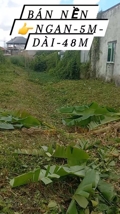 Đất nền Hộ Phòng, Giá Rai, 240m² - Đầu tư sinh lời ngay!