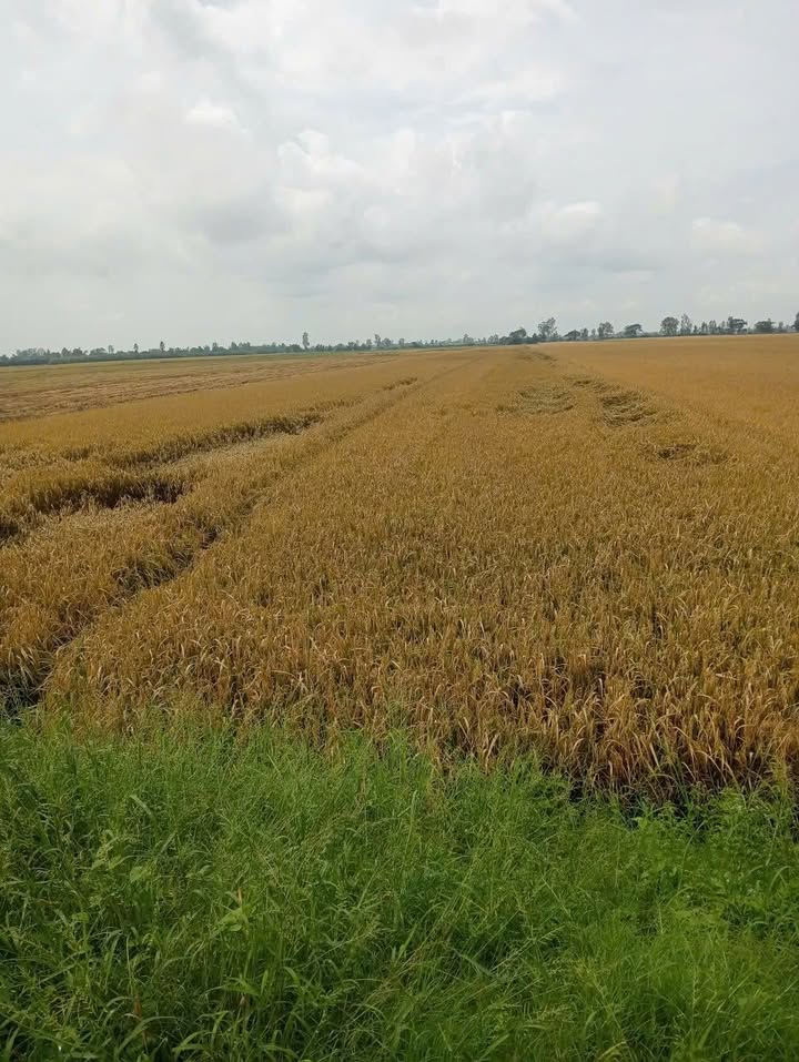 Đất mặt tiền kênh Sường, xã Vĩnh Khánh, An Giang 90.000m² giá 3.456 tỷ - Cơ hội đầu tư tuyệt vời!