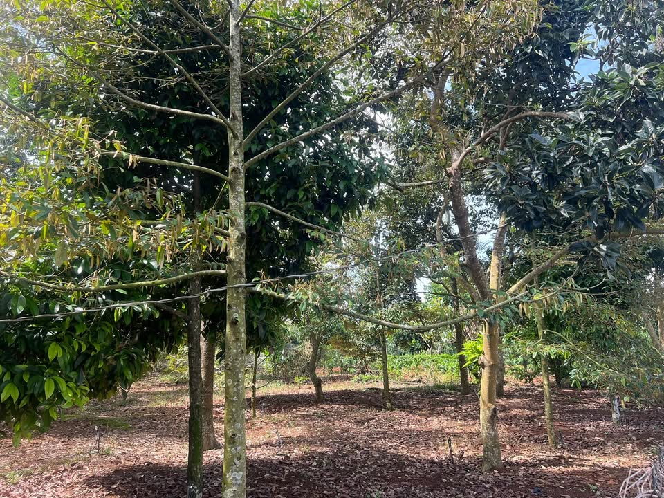 Đất Bảo Bình 1 sào 950 triệu - Sổ hồng chính chủ, đầy tiềm năng!