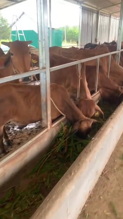 Farm 20,000m² tại Gia Huynh, Tánh Linh, Bình Thuận giá 3 tỷ - Cơ hội đầu tư tuyệt vời!