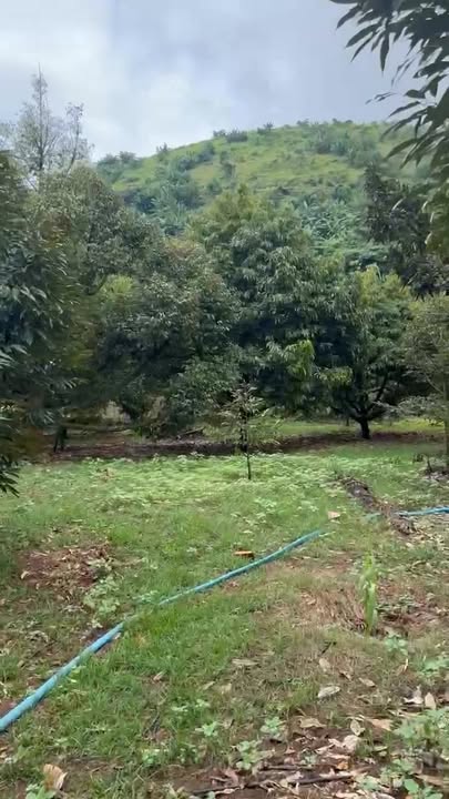 Farm 5 sào vườn sầu riêng Nhân Nghĩa Cẩm Mỹ giá 5.5 tỷ - Đầu tư sinh lời ngay!