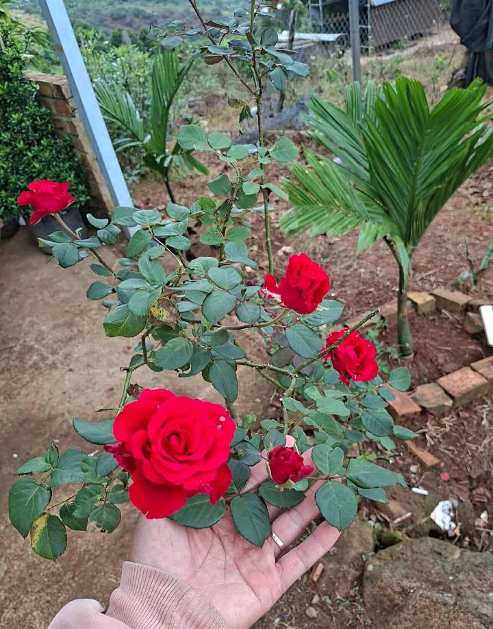 Đất thổ cư Đồng Nai Thượng 1,4ha giá 700 triệu - Sổ hồng chính chủ