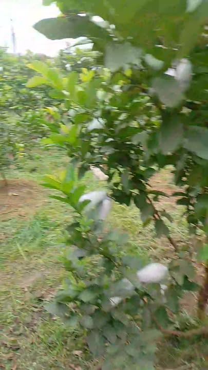 Đất vườn 3000m² xã Thanh Mỹ, Tháp Mười giá 4.3 tỷ - Đầu tư lý tưởng!