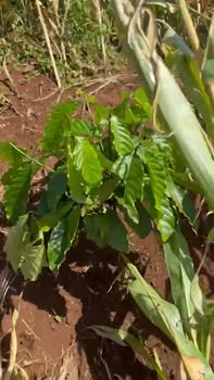 Đất nền thổ cư 25200m² tại thôn 7, xã Ea Nam - Giá chỉ 780 triệu!