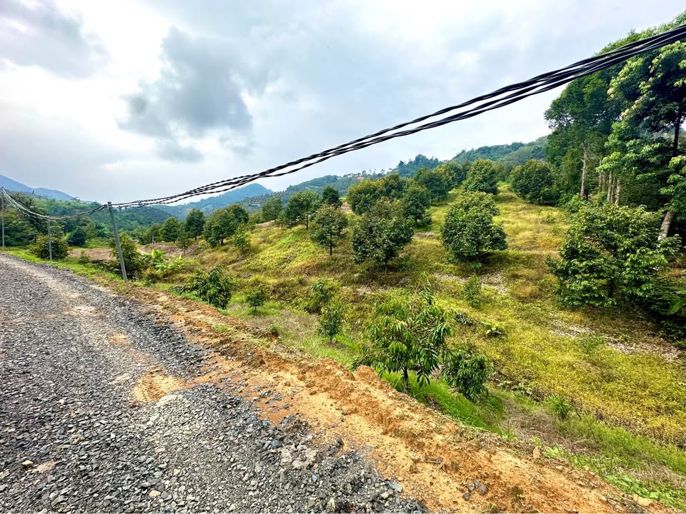 Farm Đạ Tồn 11.698m² giá 3.407 tỷ - Đầu tư sinh lời cao!