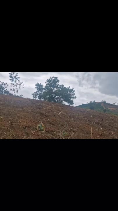 Đất thổ cư 6000m² Lộc Bắc, Bảo Lâm - Giá chỉ 900 triệu, ôm mặt đường bê tông!