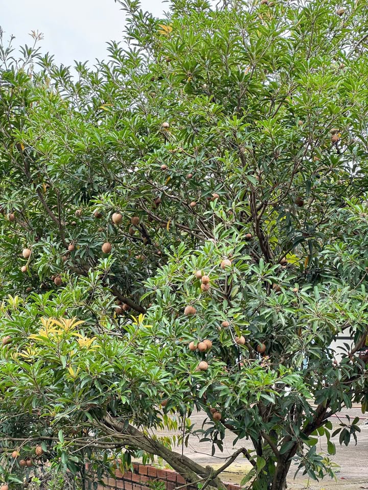 Nhà vườn 3.555m² tại Trảng Bàng giá 4.99 tỷ - Đầu tư sinh lời ngay!