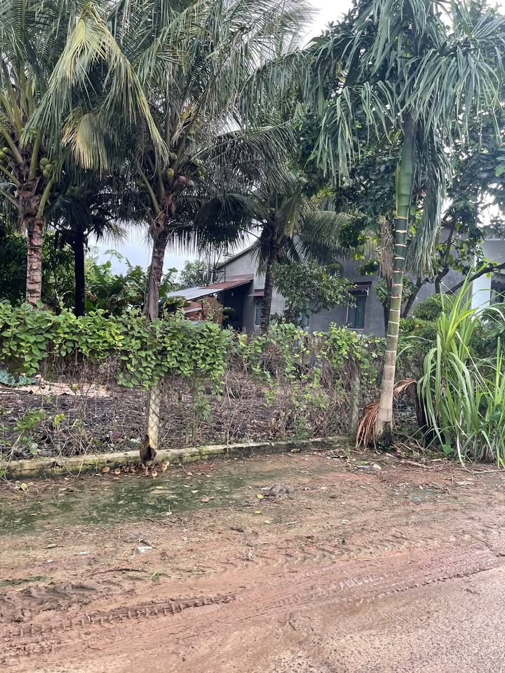 Đất thổ cư tại Thôn 8 Hòa Sơn, Krông Bông 252m² giá 95 triệu - Đường bê tông thông thoáng!