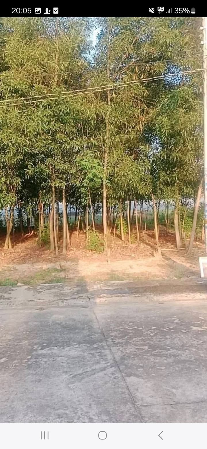 Đất thổ cư Thới Hòa Bến Cát 125m² giá chỉ 1.1 tỷ - Cơ hội đầu tư tuyệt vời!